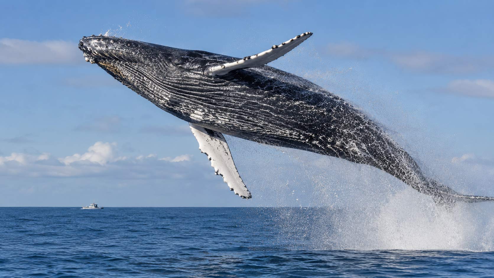 Humpback Whale Behaviors Explained: Breaches, Spouts, and Songs