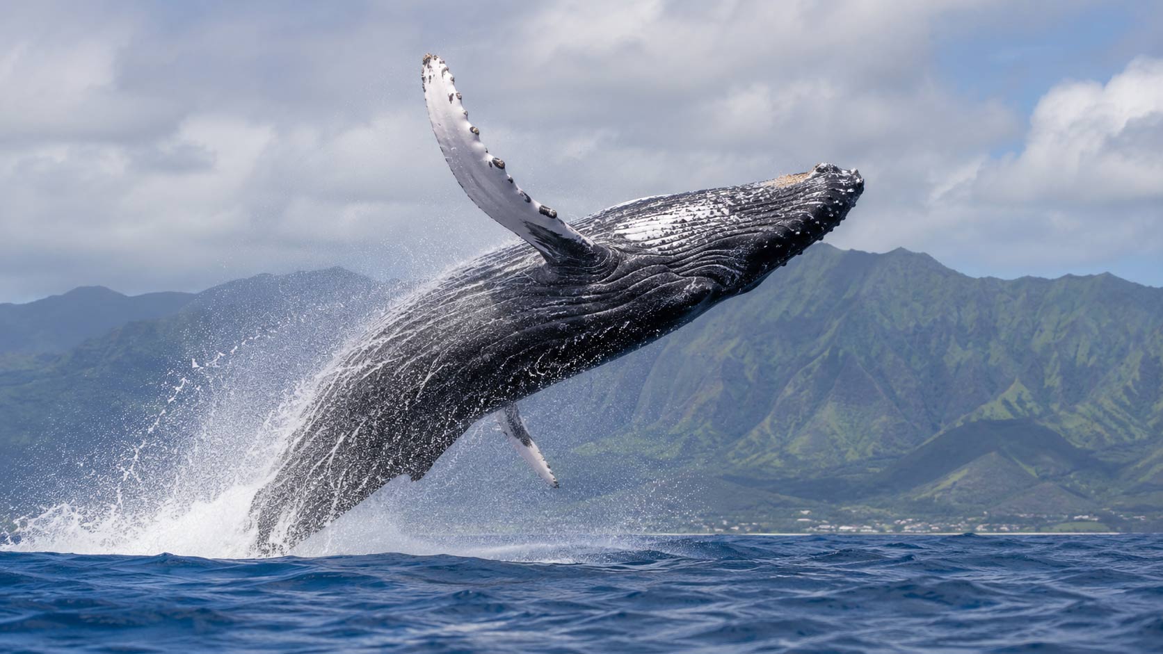 Whale Watching on Oahu: A Guide to Humpback Whale Season